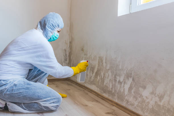Licensed Basement Mold Remediation service in Madison, NJ - 24 Hour Mold Removal