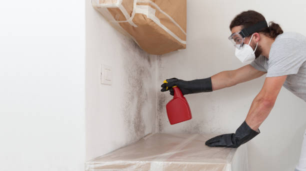 Professional Basement Mold Remediation technician working in Madison, NJ