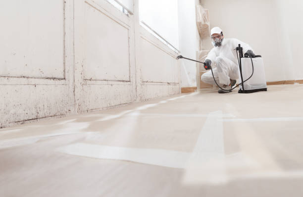 24/7 Emergency Basement Mold Remediation experts in Madison, NJ