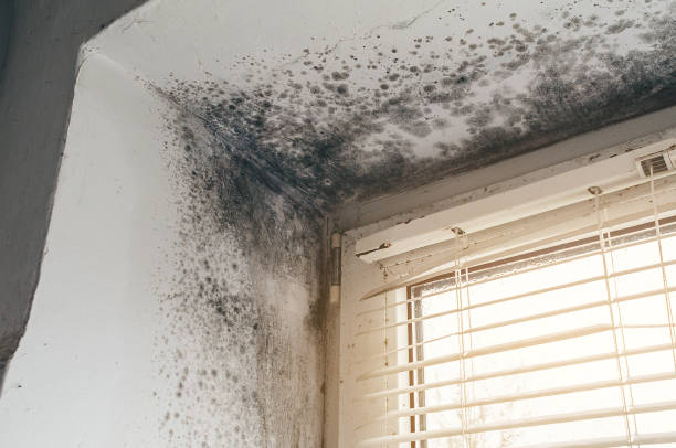 Affordable Basement Mold Remediation solutions in Madison, NJ